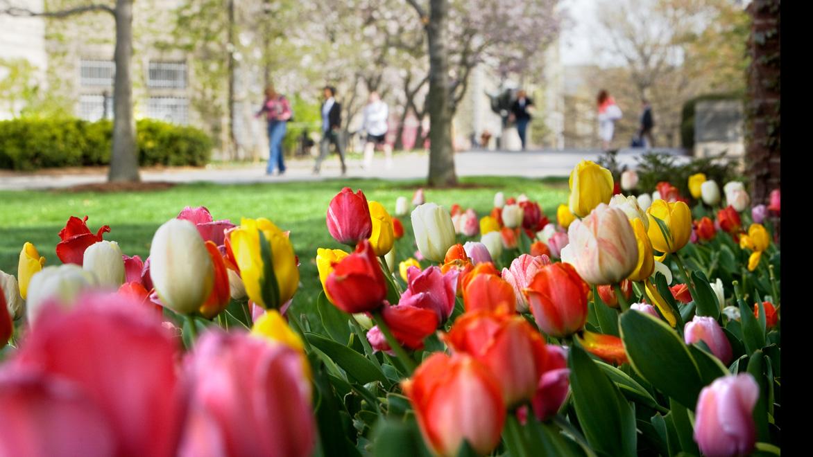 Tulips in bloom on Cornell's campus